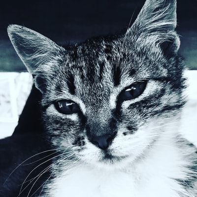 猫的灰阶照片